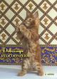 Котенок мейн кун красный солид. Шоу класс